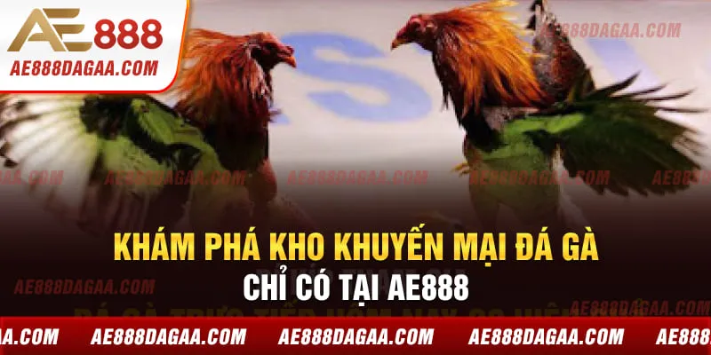 Khám phá kho khuyến mại đá gà chỉ có tại AE888