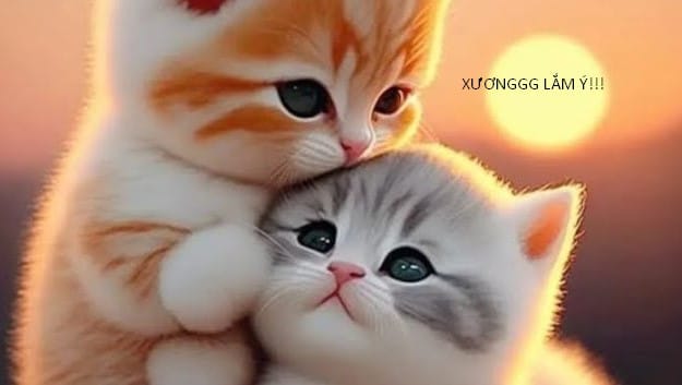 Chu Meo Om An Ui