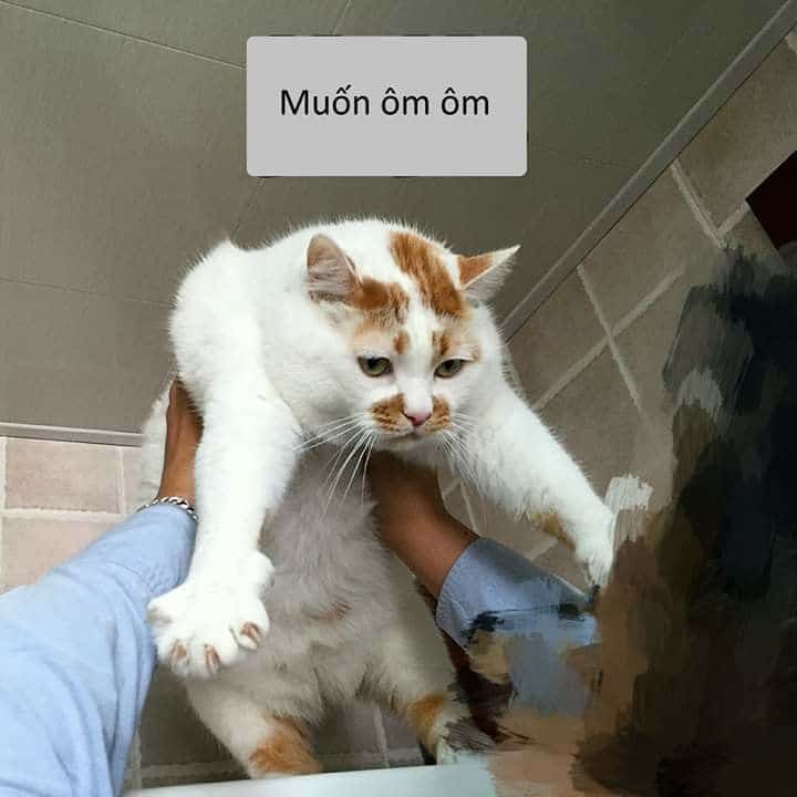 Hinh Che Meo Om An Ui