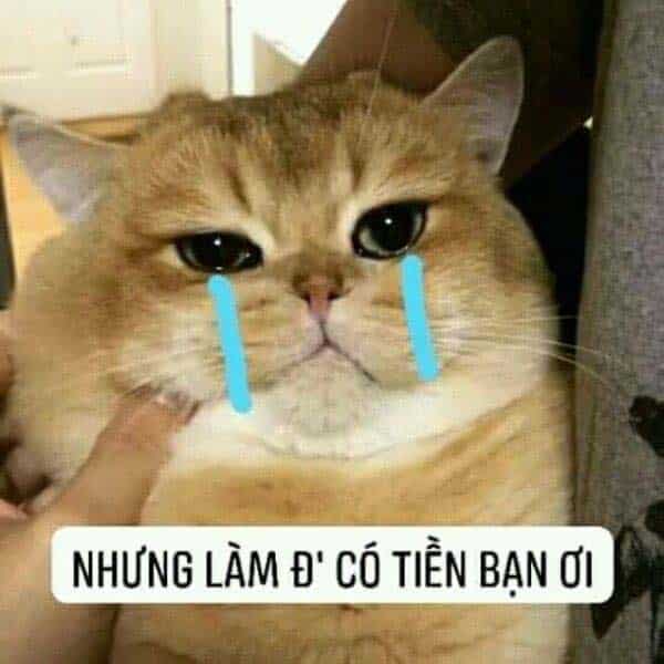 Meo Gao Khoc Bua