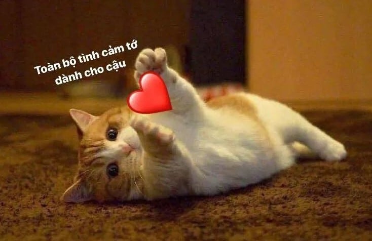 Meo Om Tim