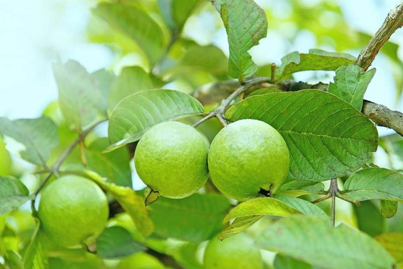 Thuyết minh về loại cây ăn quả - Cây Ổi